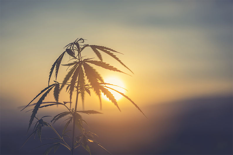 cannabis plant cbd