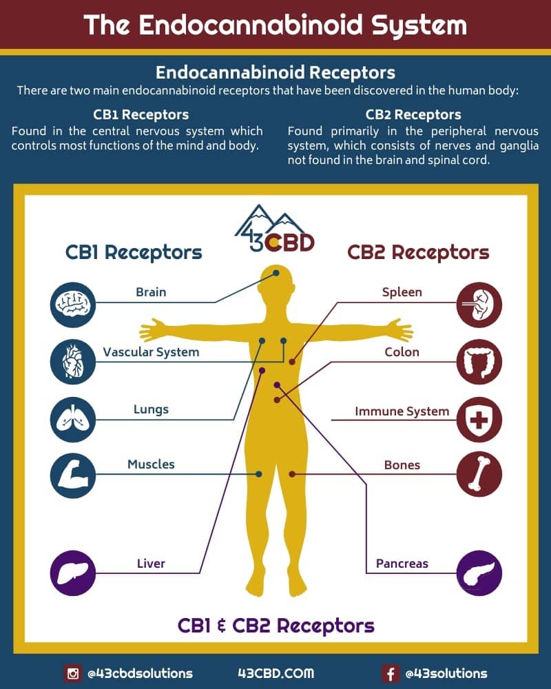 endocannabinoid system explained